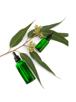 Eucalyptus